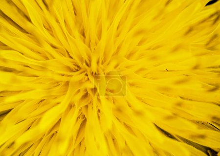 Photo for Spring and dandelions against the background of nature - Royalty Free Image
