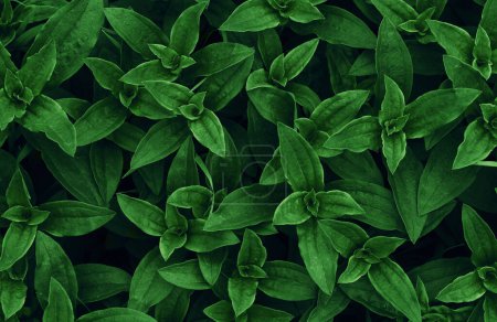 feuilles tropicales, texture abstraite de feuilles vertes, fond nature