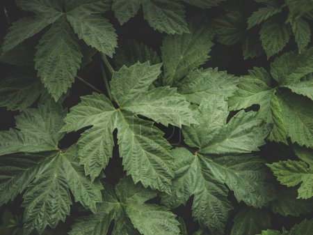 Foto de Hojas tropicales, hojas verdes abstractas textura, naturaleza fondo - Imagen libre de derechos