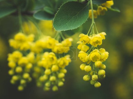 Barberry europeo (Berberis vulgaris) en el jardín.Flores amarillas y brotes en flor Barberry común o europeo, Berberis Vulgaris.