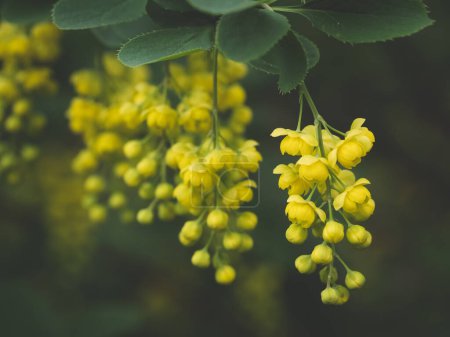 Barberry europeo (Berberis vulgaris) en el jardín.Flores amarillas y brotes en flor Barberry común o europeo, Berberis Vulgaris.