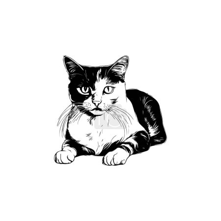 Photo for Black and White Cat. Vector illustration. - Royalty Free Image