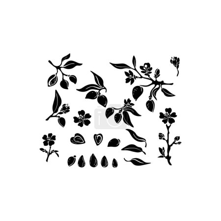 Botanical Illustration of Branches and Seeds. Vector icon.