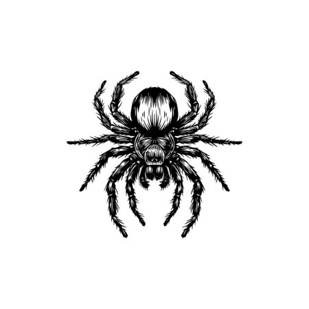 Detailed Black and White Spider Illustration. Vector icon.