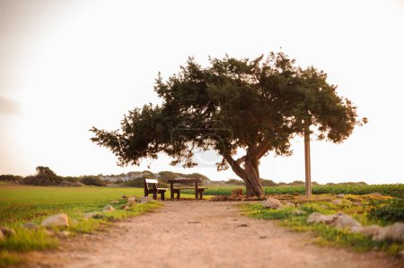 Foto de Viejo árbol de amantes en Chipre entre el campo de trigo con dos bancos de madera para citas o relajación. Lugar popular para los turistas en Ayia Napa. - Imagen libre de derechos