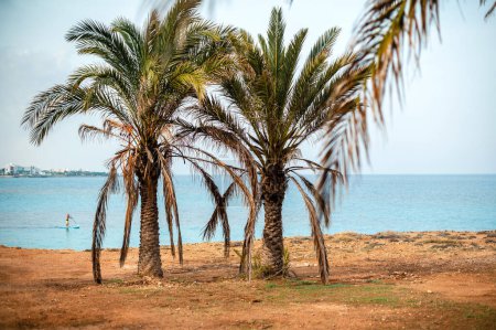 Téléchargez les photos : Exotic palm trees growing on beach with amazing view of turquoise colored sea in Ayia Napa resort. Touristic place for relaxation during summer vacation. - en image libre de droit