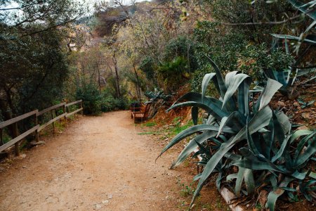 Téléchargez les photos : Sentier pédestre au jardin botanique public avec de nombreux buissons et arbres sauvages au printemps à Barcelone. Concept de parc Gaudi en plein air et retraite nature. - en image libre de droit