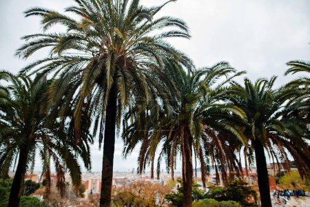 Téléchargez les photos : Beautiful view of Barcelona city through beautiful palms from famous Antoni Gaudis park. Concept of spring vacation, holiday and traveling in Spain. - en image libre de droit