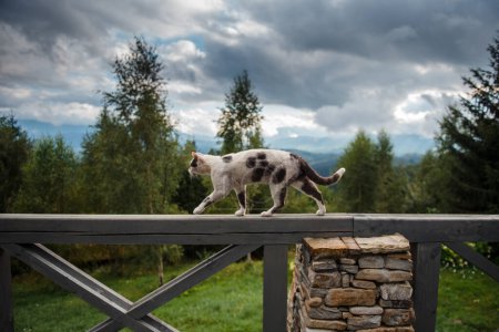 Téléchargez les photos : Chat noir et blanc marchant sur une rampe en bois de terrasse ouverte avec vue imprenable sur les montagnes en arrière-plan. Concept d'animaux et de nature. - en image libre de droit