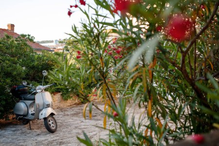 Foto de Hermosa calle croata pavimentada con adoquines en la ciudad de Supetar. Acogedor y tranquilo territorio con casas privadas, motocicleta estacionada, frondosos arbustos verdes y flores rojas. - Imagen libre de derechos
