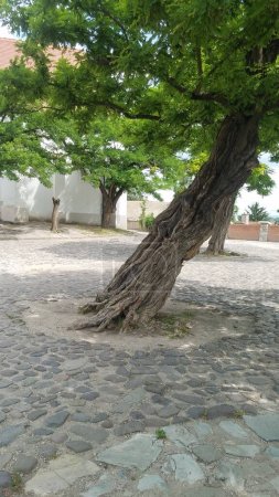 Un arbre majestueux se dresse haut dans une cour paisible, son tronc solide enraciné fermement dans le sol car il fournit ombre et beauté au parc