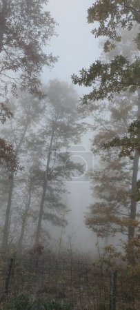 Photo for A mystical mist shrouds the dense autumn forest, with towering trees reaching towards the hazy sky in this natural landscape - Royalty Free Image