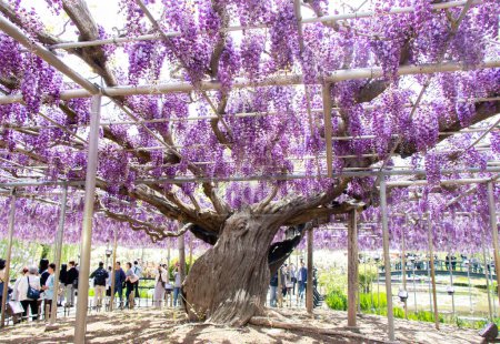 Foto de 29 de abril de 2019 Ashikaga, Japón: Florecimiento del árbol de Wisteria de color púrpura en el parque Ashikaga, perfectura de Tochigi, Japón - Imagen libre de derechos