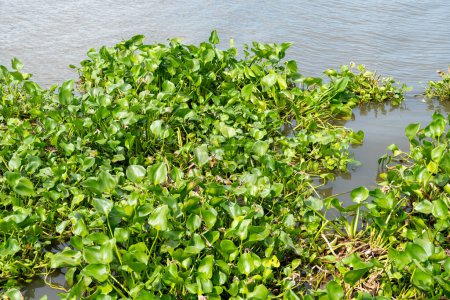 Gewöhnliche Wasserhyazinthe (Pontederia crassipes), d.h. Wasserpflanze am Fluss 