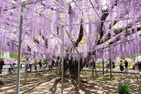 Photo for April 29, 2019 Ashikaga, Japan : Blooming of purple color Wisteria tree at Ashikaga park, Tochigi perfecture, Japan - Royalty Free Image