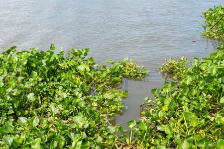 Jacinto común de agua (Pontederia crassipes) que es una planta acuática en el río 