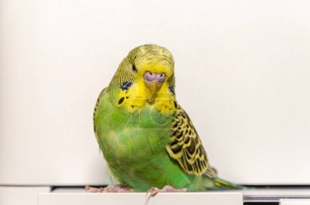 Foto de Adorable little green wavy parrot - Imagen libre de derechos
