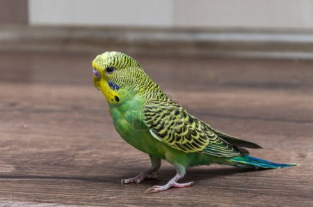 Téléchargez les photos : Adorable little green wavy parrot - en image libre de droit