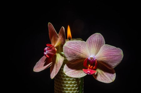 Photo for Candle with orchid flowers burns isolated on black background - Royalty Free Image