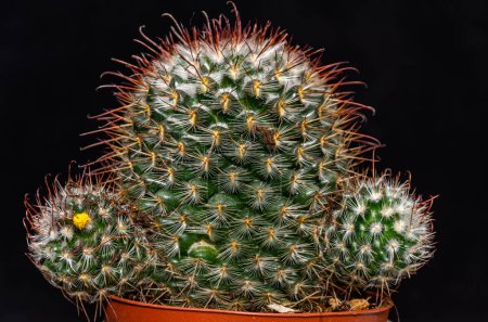 Photo for Cactus isolated on black background - Royalty Free Image