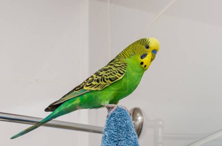 Foto de Adorable little green wavy parrot - Imagen libre de derechos