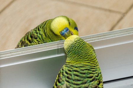 Foto de Encantador periquito verde mira su reflejo en el espejo - Imagen libre de derechos