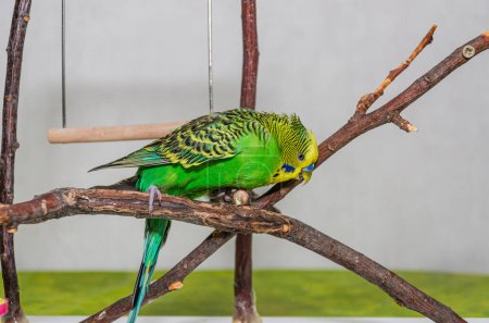 Adorable joven periquito verde limpiando sus plumas