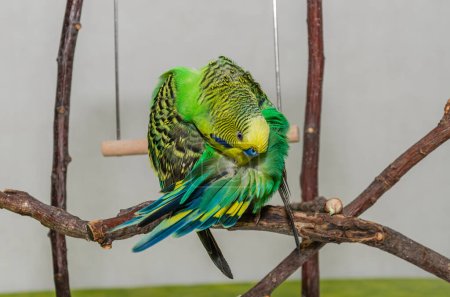 Lindo periquito verde se sienta en una planta de la casa y limpia sus plumas