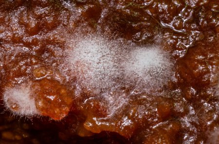 Téléchargez les photos : Sauce moisie dans un pot, gros plan de la photo - en image libre de droit