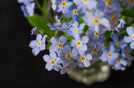 Adorable small blooming spring flowers
