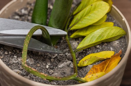 Téléchargez les photos : Un jardinier taille une feuille flétrie d'une fleur de Zamioculcas avec des ciseaux - en image libre de droit