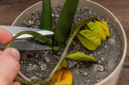 A gardener trims a wilted leaf of a Zamioculcas flower with scissors