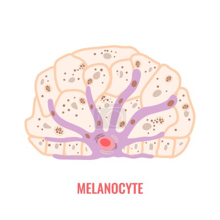 Illustration for Melanocyte cell biology and skin tone pigmentation diagram. Melanin pigment production and distribution process. Melanosome transfer to keratinocytes scheme. Vector illustration. - Royalty Free Image