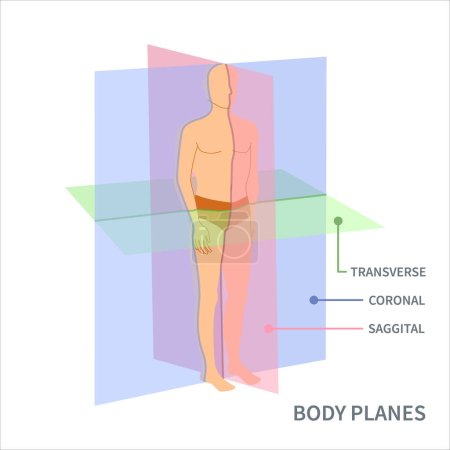 Diagrama de posición anatómica corporal. Tipos de plano de exploración sagital, coronal y transversal que se muestran en un cuerpo masculino. Concepto médico. Ilustración vectorial.