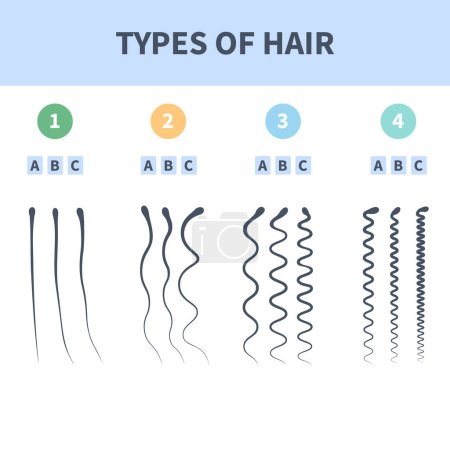 Droit, ondulé, bouclé, types de cheveux crépus système de classification ensemble. Tableau détaillé du style de croissance des cheveux humains. Soins de santé et concept de beauté. Illustration vectorielle.