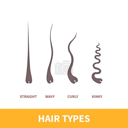 Illustration for Straight, wavy, curly, kinky hair types classification system set. Detailed human hair growth style chart. Health care and beauty concept. Vector illustration. - Royalty Free Image