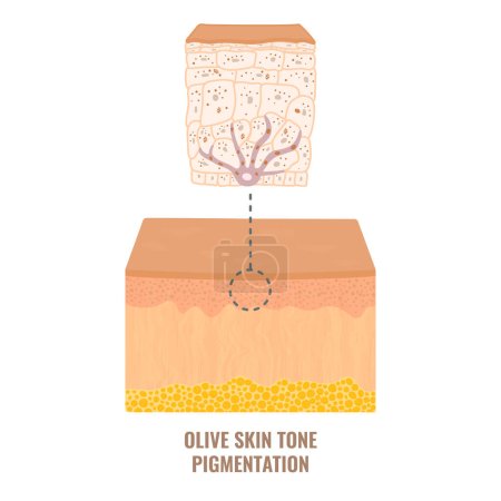 Illustration for Melanin content and distribution in olive skin. Mid-tone pigmentation mechanism infographic diagram. Epidermis cross-section in closeup. Vector illustration. - Royalty Free Image