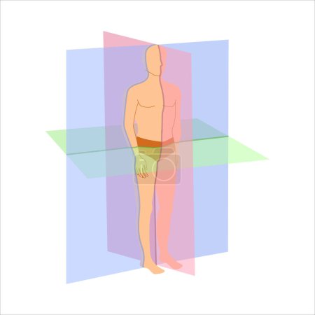 Körperanatomisches Positionsdiagramm. Sagittale, koronale und transversale Scanning-Ebenen, die auf einem männlichen Körper gezeigt werden. Medizinisches Konzept. Vektorillustration.