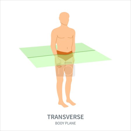 Illustration for Transverse scanning plane shown on a male body. Axial human body anatomical position diagram. Probe orientation infographics. Medical sonography concept. Vector illustration. - Royalty Free Image