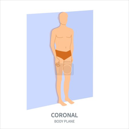 Coronal scanning plane shown on a male body. Frontal human body anatomical position diagram. Probe orientation infographics. Medical sonography concept. Vector illustration.
