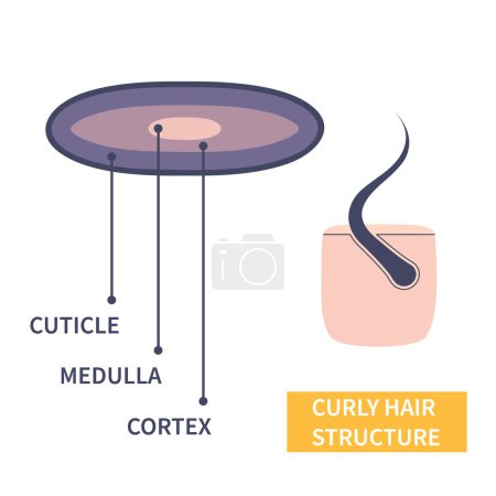 Illustration for Curly hair strand layers anatomy. Hair shaft cross-section under the microscope. Follicle with elliptical shape fibers structure closeup. Medical educational symbol. Science vector illustration. - Royalty Free Image