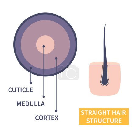 Illustration for Straight hair strand layers anatomy. Hair shaft cross-section under the microscope. Follicle with round shape fibers structure closeup. Medical educational symbol. Science vector illustration. - Royalty Free Image