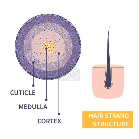 Illustration for Hair strand cross-section under the microscope. Follicle anatomical structure closeup. Removal, treatment and transplantation concept. Medical educational symbol. Body anatomy vector illustration. - Royalty Free Image