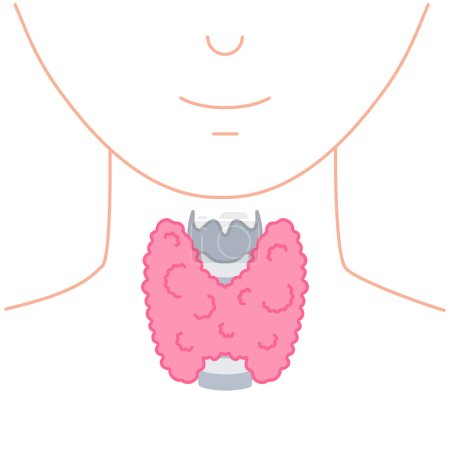Illustration for Thyroid gland lobes icon. Faceless body silhouette. Thyroid hormones function support. Hyperthyroidism and hypothyroidism diseases. Metabolism control. Body anatomy diagram. Vector illustration. - Royalty Free Image