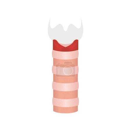 Illustration for Human trachea icon. Tracheal tube anatomy and function. Tracheitis and stenosis disorder. Esophagus and upper respiratory tract. Medical diagram. Isolated flat vector illustration. - Royalty Free Image