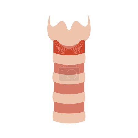 Illustration for Human trachea icon. Tracheal tube anatomy and function. Tracheitis and stenosis disorder. Esophagus and upper respiratory tract. Medical diagram. Isolated flat vector illustration. - Royalty Free Image
