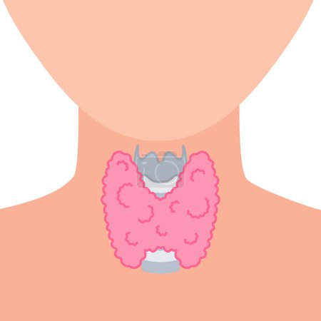 Illustration for Thyroid gland lobes icon. Faceless body silhouette. Thyroid hormones function support. Hyperthyroidism and hypothyroidism diseases. Metabolism control. Body anatomy diagram. Vector illustration. - Royalty Free Image
