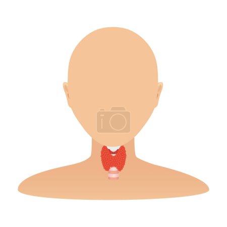 Illustration for Thyroid gland organ on body silhouette medical infographics. Hypothyroidism and hyperthyroidism disorders. TSH hormone disbalance therapy. Endocrinology concept. Isolated flat vector illustration. - Royalty Free Image