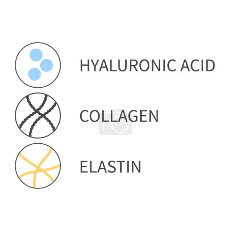 Illustration for Molecule cells of collagen, elastin and hyaluronic acid. Skin tissue elements diagram. Anti-age treatment. Beauty and wellness concept. Linear vector illustration. - Royalty Free Image