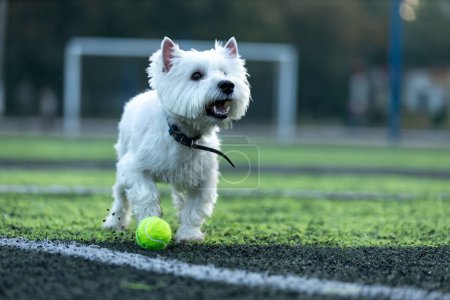 Photo for Little white dog of the West Highland White Terrier breed plays on a football field with green tennis ball - Royalty Free Image